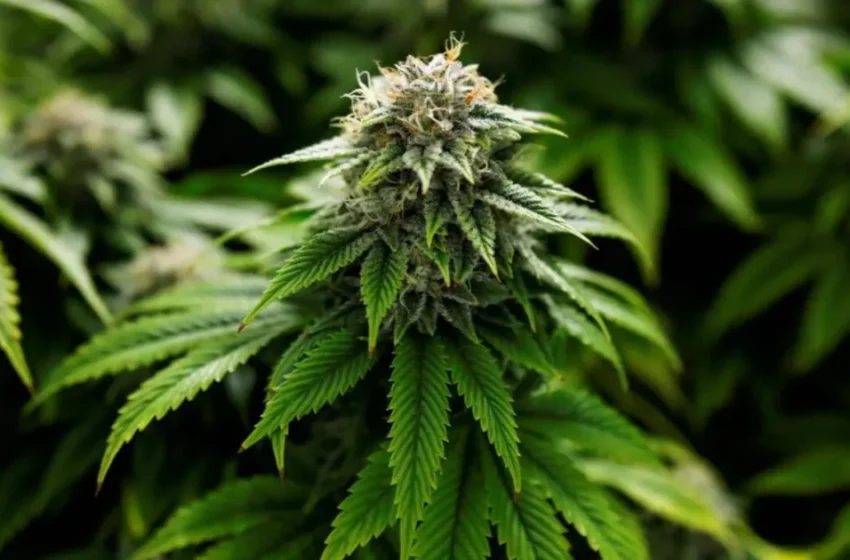  Le Maroc enregistre une hausse record des licences de cannabis en 2025