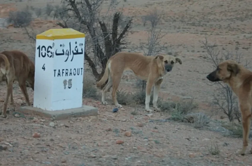  Le Royaume-Uni met en garde contre la rage au Maroc et dans 134 autres pays