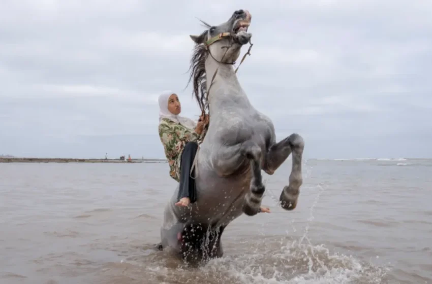  Le concours international de photojournalisme met en lumière les cavaliers marocains
