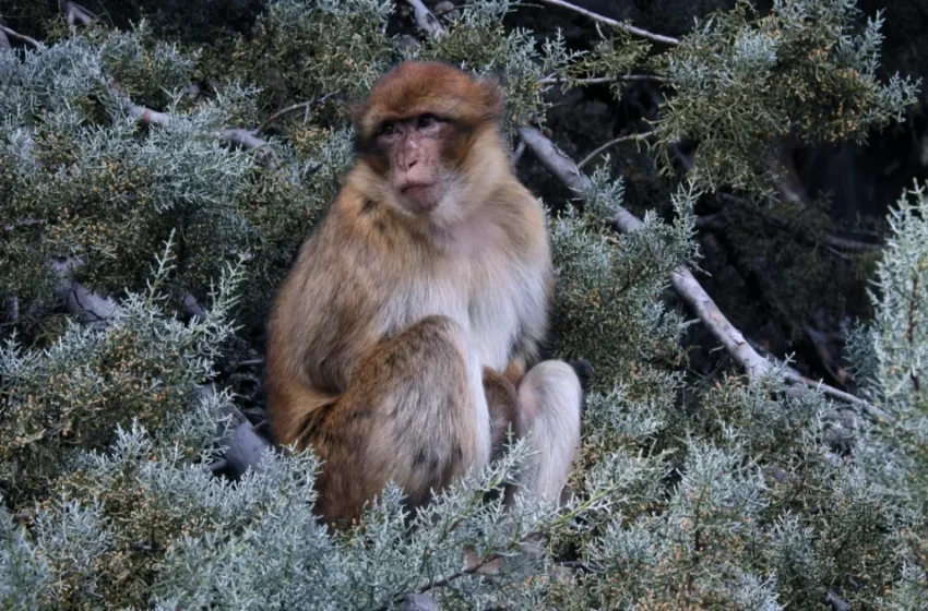  Le décryptage génétique du Crinkle révolutionne la conservation des macaques de Barbarie