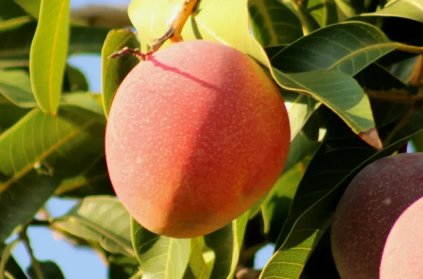  Le marché marocain, nouvel espoir pour les producteurs maliens après l’interdiction européenne