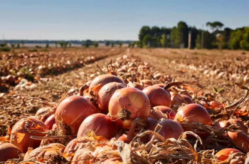  L’oignon espagnol conquiert le marché marocain face à la hausse des prix locaux