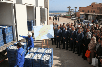 Poisson surgelé : déploiement d'un réseau national pour stabiliser les prix au Maroc