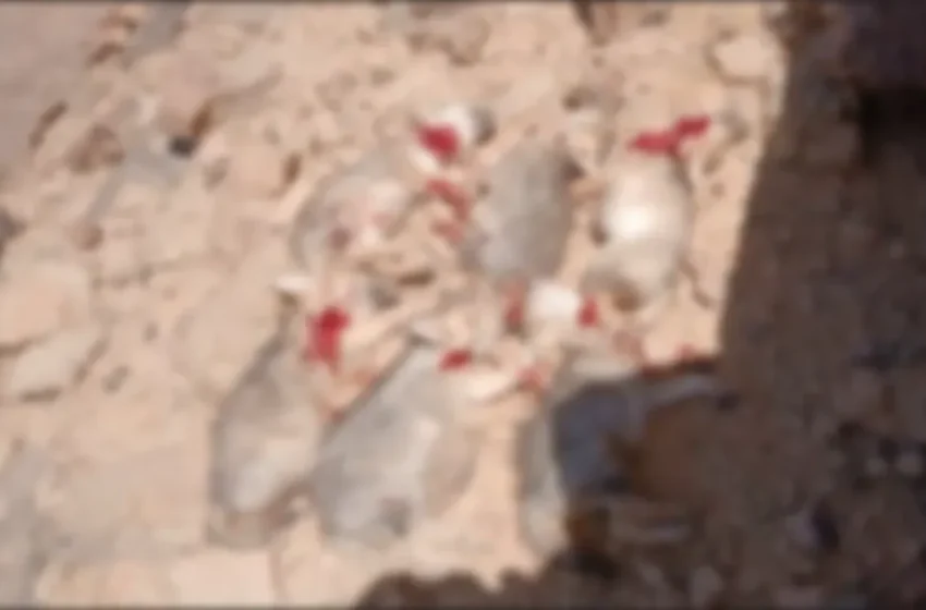  Protéger leur bétail : six loups massacrés soulèvent l’indignation à Errachidia