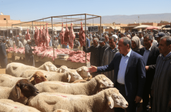 Reconstitution du cheptel améliore l'offre mais viande reste chère, Akhannouch appelle à vendre