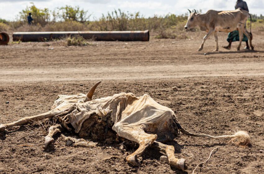  Sécheresse en Somalie provoque crise alimentaire et malnutrition chez des millions