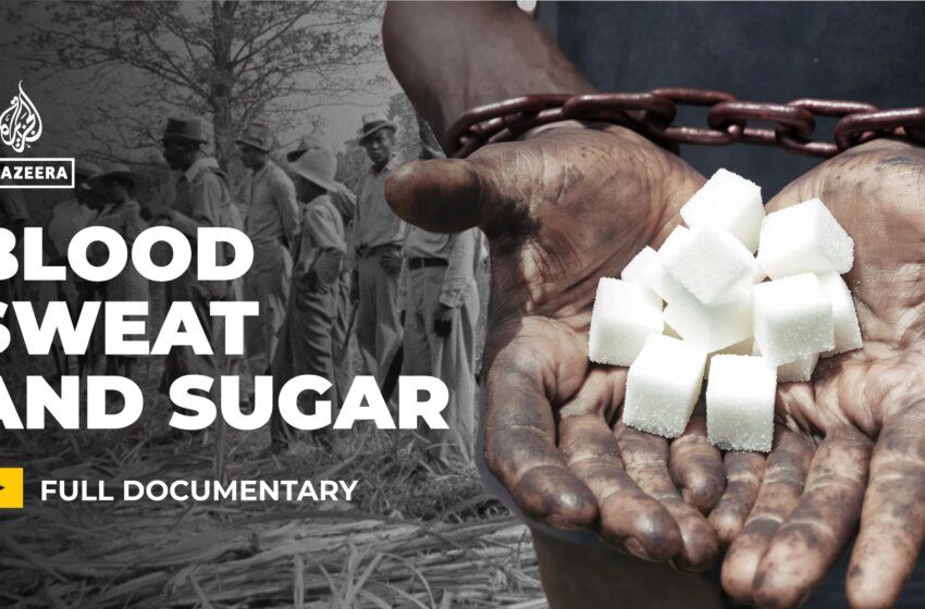  Une série révèle l’héritage mondial d’esclavage et de destruction de l’industrie sucrière