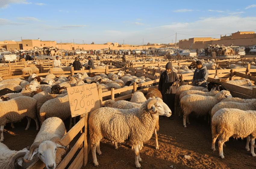  Aïd Al-Adha : offre nationale ovins et caprins abondante, moutons dès 2 000 dirhams