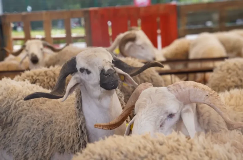  Baisse de la demande pour les moutons au Maroc face à la crise économique