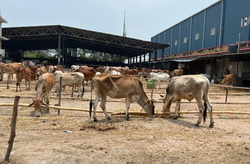  Bengale occidental le BJP vide les marchés avant l’Aïd al-Adha