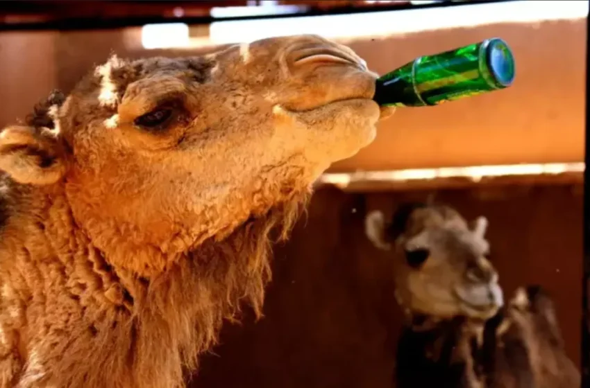  Canicule au Maroc : alerte orange pour des températures jusqu’à 44°C cette semaine