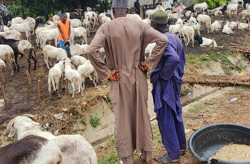  Inflation au Nigéria freine les préparatifs de l’Aïd al-Adha à Abuja