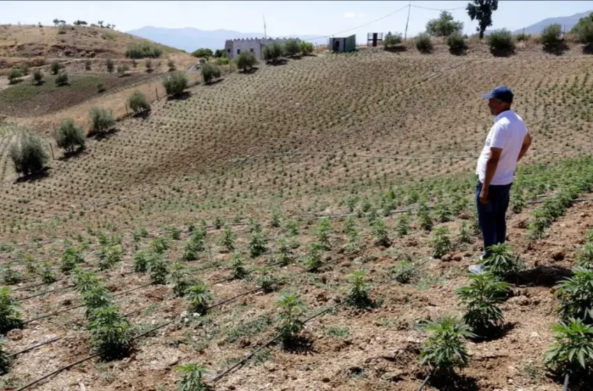  La légalisation du cannabis au Maroc : progrès limités face au trafic clandestin