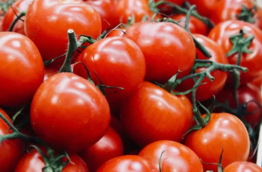  Le Maroc dépasse l’Espagne et triomphe en tant que troisième exportateur mondial de tomates