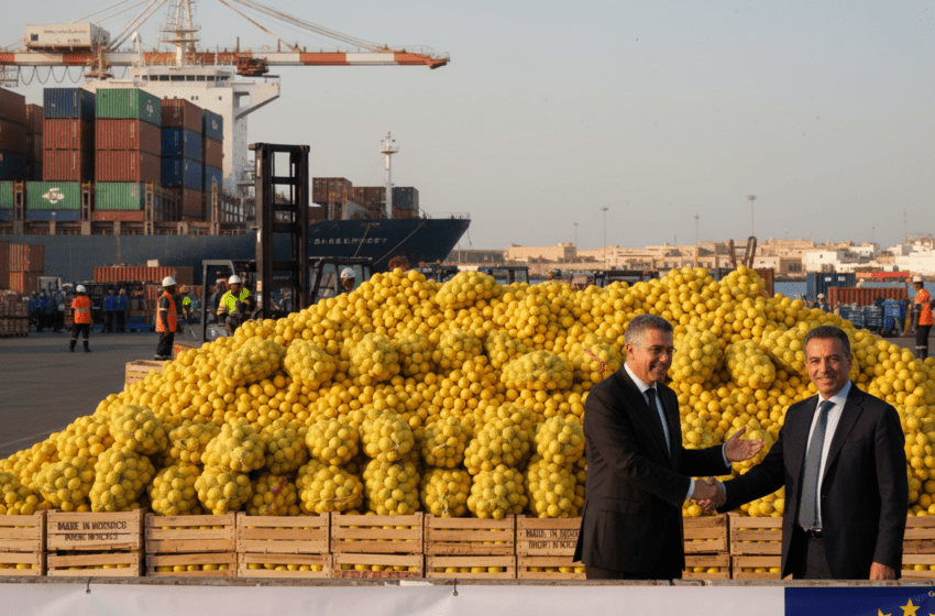  Le Maroc exporte 11 400 tonnes de citrons en six mois, forte hausse 2025-2026