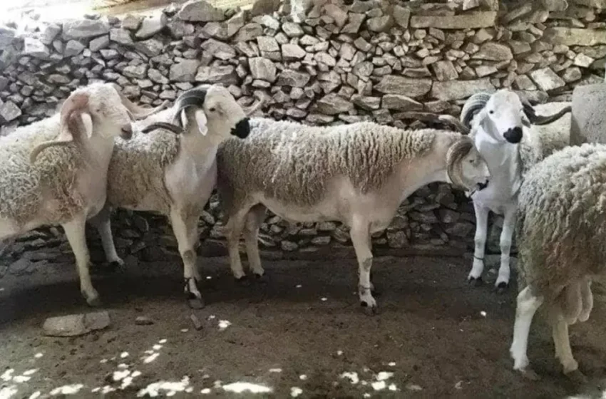  Le Maroc renforce sa lutte contre la spéculation sur le bétail avant l’Aïd al-Adha
