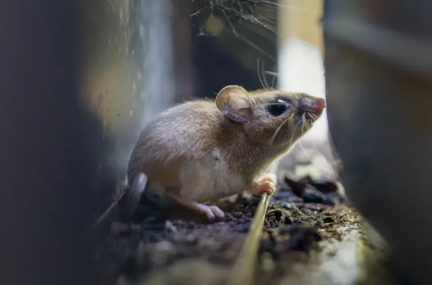  Le Maroc renforce sa sécurité sanitaire face à des cas d’Andes Hantavirus aux Canaries