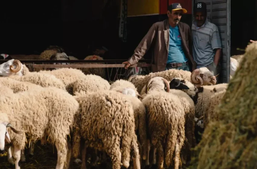  Le PPS interpelle le gouvernement marocain face à la flambée des prix avant l’Aïd Al-Adha