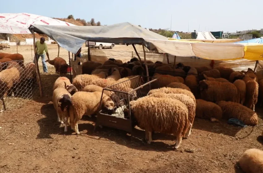  Les prix des moutons s’envolent au Maroc, impactant les familles à l’approche de l’Aïd