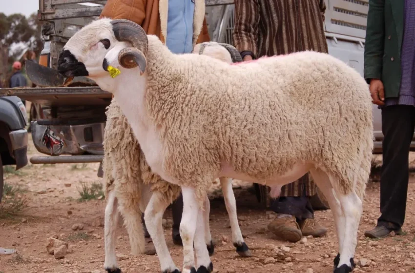  Scandale de vente illégale de moutons dans plusieurs communes de Casablanca