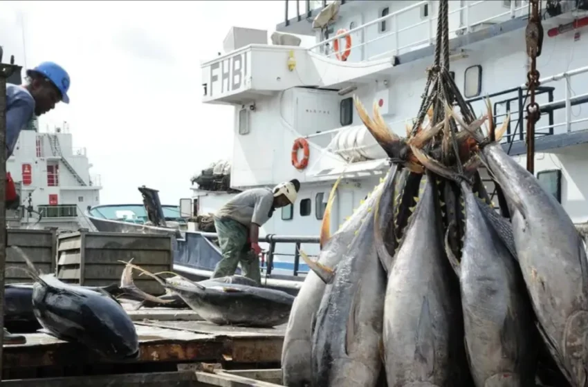  Surpêche en Méditerranée : alerte sur la survie des espèces maritimes essentielles