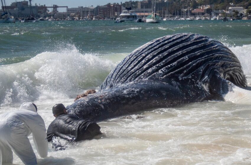  Trafic détourné vers l’Afrique du Sud augmente le risque de collision pour les baleines