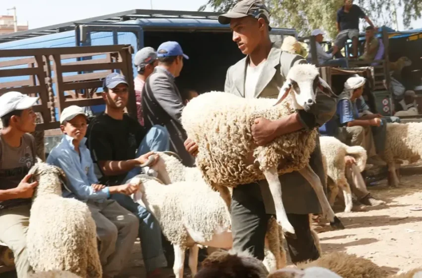  Urgent : Règlement strict pour l’Aïd al-Adha face à l’anarchie urbaine au Maroc