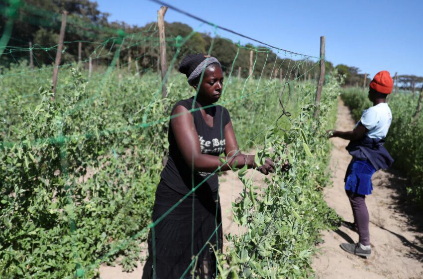  Zimbabwe restitue 67 fermes à ressortissants européens protégés par des traités d’investissement