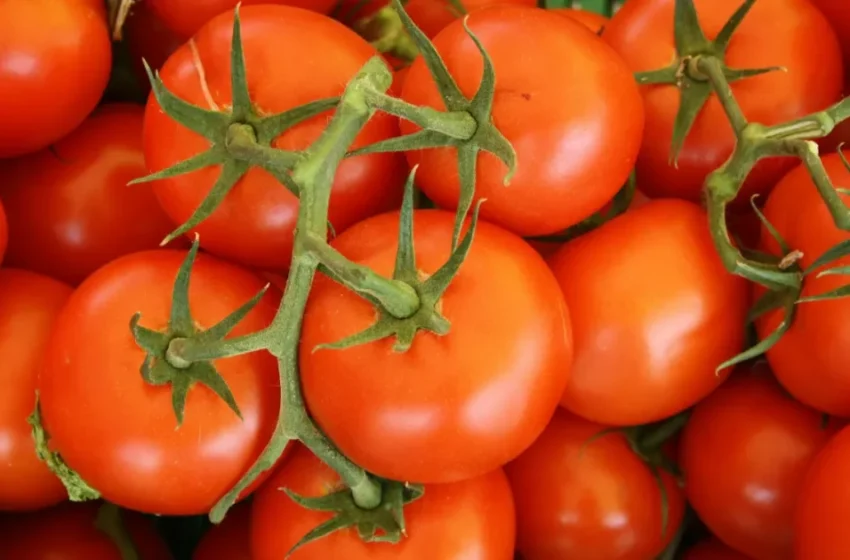  Déclin brutal des exportations marocaines de tomates face aux aléas climatiques et logistiques