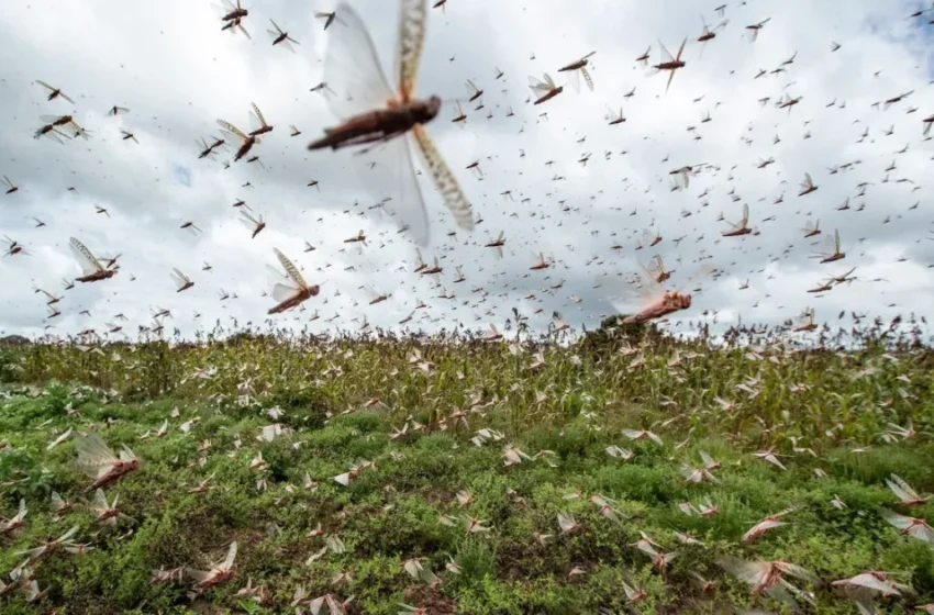  Invasion de criquets pèlerins menace les cultures et l’économie du Drâa-Tafilalet