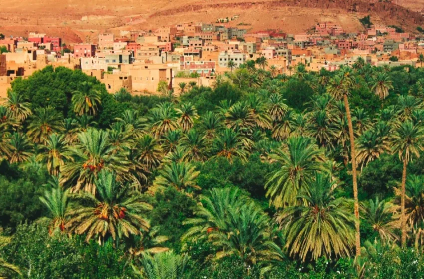  L’agriculture marocaine propulse la croissance du PIB à 4,4% malgré les ralentissements économiques