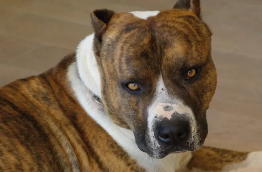  Le PJD appelle à une loi stricte sur la possession de chiens dangereux au Maroc