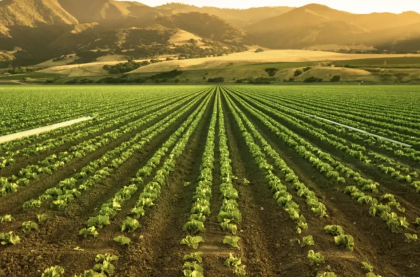 L’industrie agricole espagnole en crise face à la concurrence marocaine et aux coûts croissants