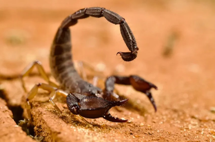  Piqûres de scorpions en hausse à Ouezzane face à l’effondrement des soins médicaux