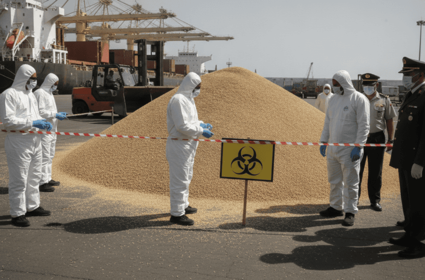  44 000 tonnes de blé indien contaminées par Liticia Indica mises en quarantaine