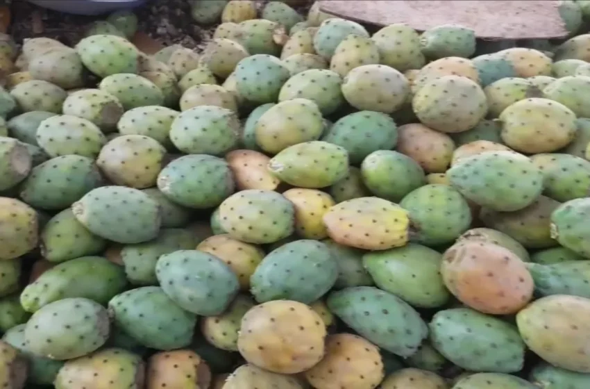  La figue de Barbarie au Maroc : Une montée des prix qui la transforme en produit de luxe