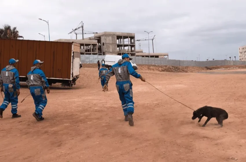  Le projet de loi sur les animaux errants au Maroc soulève des inquiétudes parmi les bénévoles
