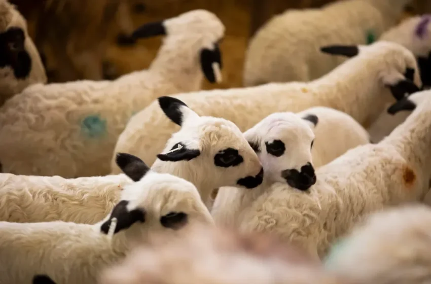  Les importateurs marocains se préparent à relancer les importations de moutons d’Espagne