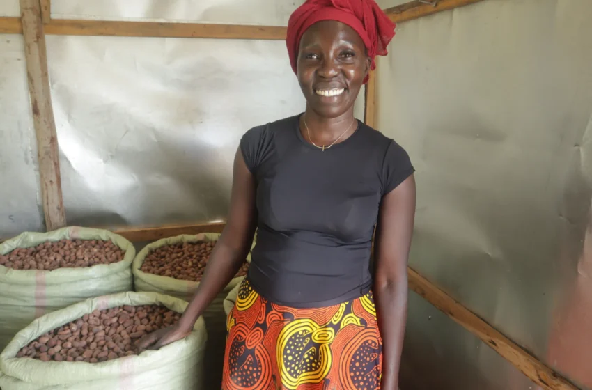  Ouganda: coques de karité transformées en briquettes pour lutter contre la déforestation