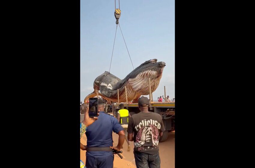  Une baleine de 12 tonnes retirée des plages de Muanda après un échouage