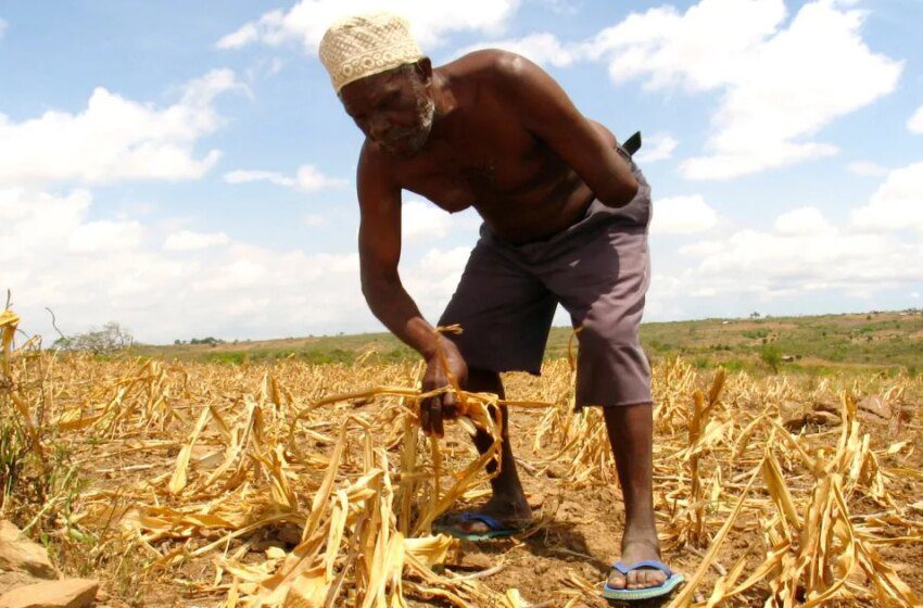  AGRA à 20 ans accusée de marginaliser le mil et d’appauvrir la diversité agricole