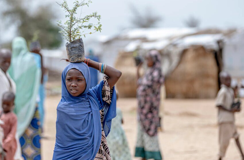  Madegoua (Extrême‑Nord Cameroun) : 15 morts, filiale de l’EI suspectée, centaines de déplacés