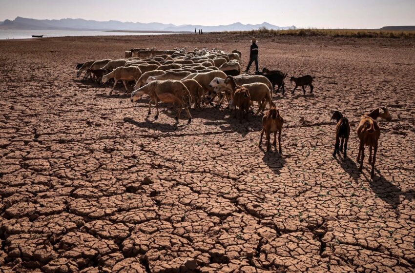  Maroc répit pluvieux après sécheresse mais El Niño menace la gestion de l’eau