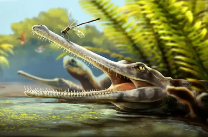  Découverte au Maroc de Ctenosuchus tenuidens, crocodile jurassique aux dents fines