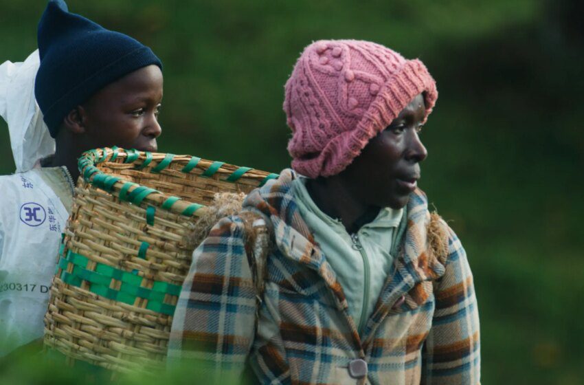  Documentaire révèle l’exploitation lucrative des plantations de thé coloniales du Kenya