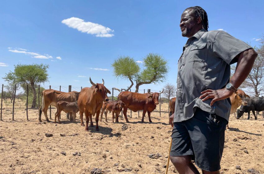  Fièvre aphteuse en Namibie perturbe marchés de la viande et exportations
