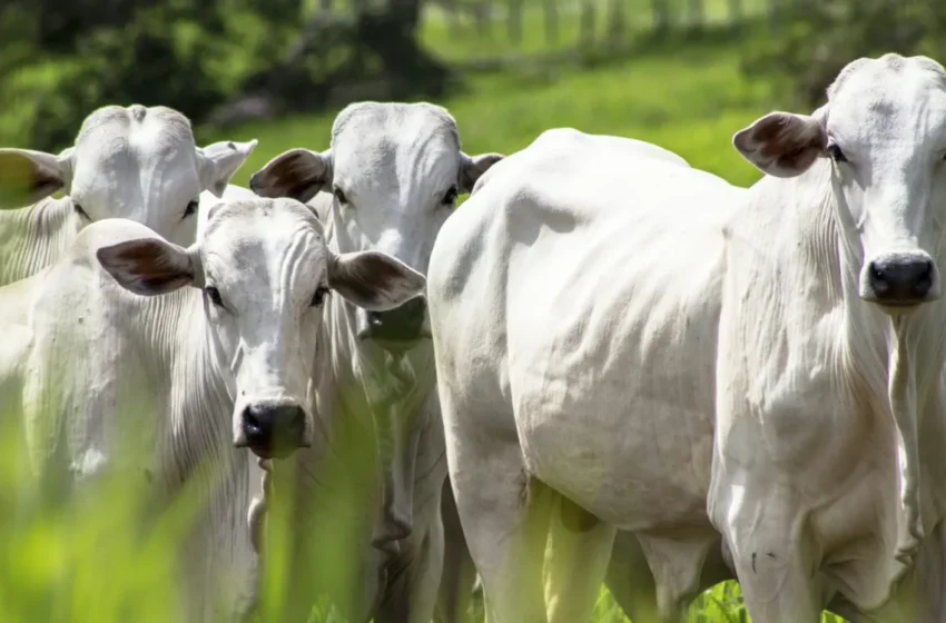  Importations marocaines de bovins vivants auprès du Brésil bondissent de 421% en 2025