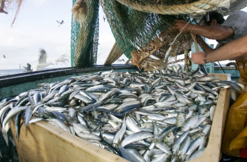  La Russie vise 100 000 tonnes de captures annuelles dans les eaux marocaines