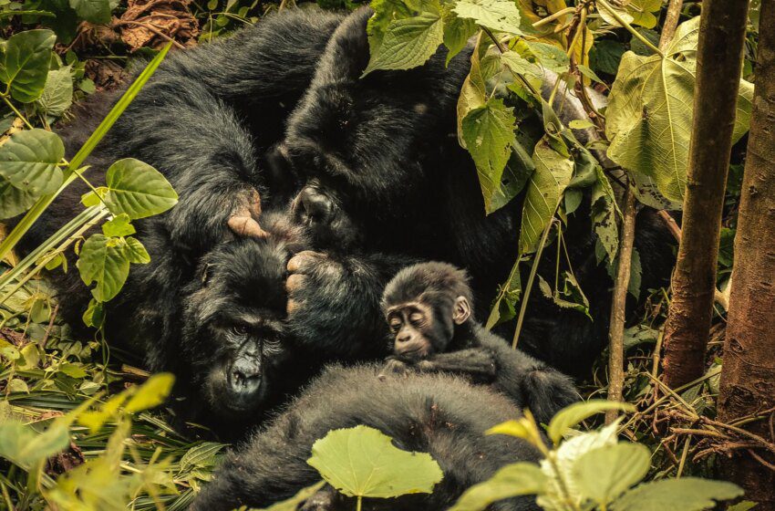  Les gorilles de montagne de Bwindi renaissent et stimulent l’économie locale en Ouganda